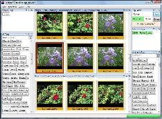 Picture of the SeaRisen Image Browser&reg;